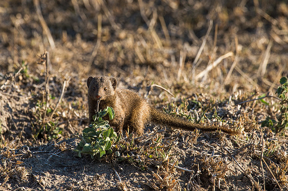 Banded Mongoose - Mala Mala, South Africa