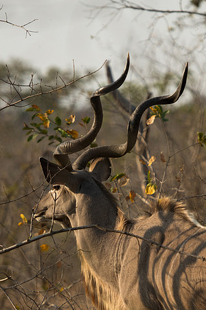 Kudu - Mala Mala, South Africa