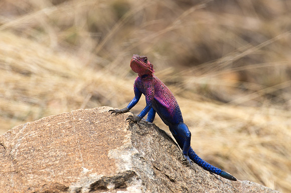 Agama Lizard - Loliondo, Tanzania