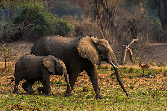 Elephants - Lower Zambezi, Zambia