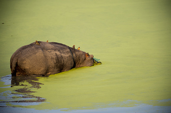 Hippopatamus - Mala Mala, South Africa