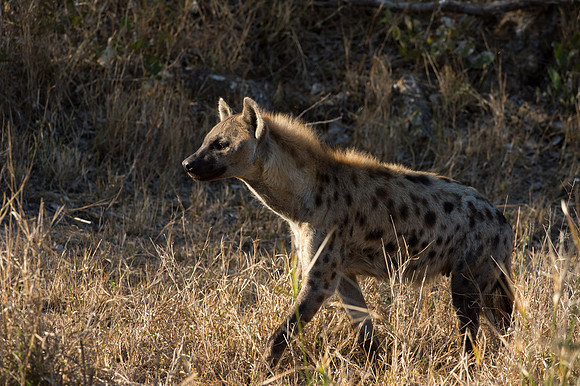 Spotted Hyena - Mala Mala, South Africa