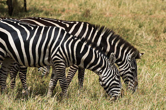 Common Zebra - Ngorongoro, Tanzania