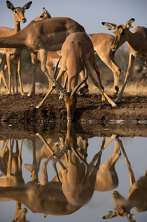 Impala - Mashatu, Botswana