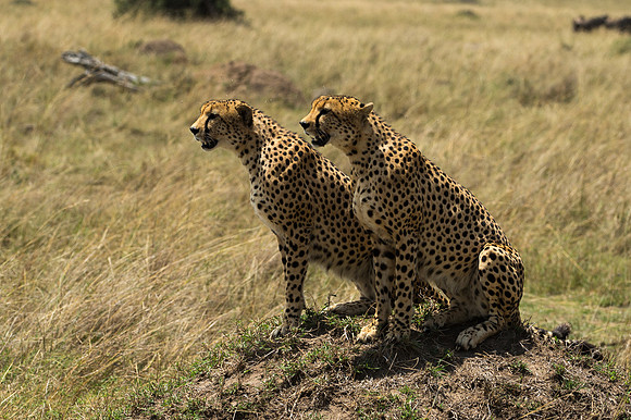 Cheetahs - Masai Mara, Kenya