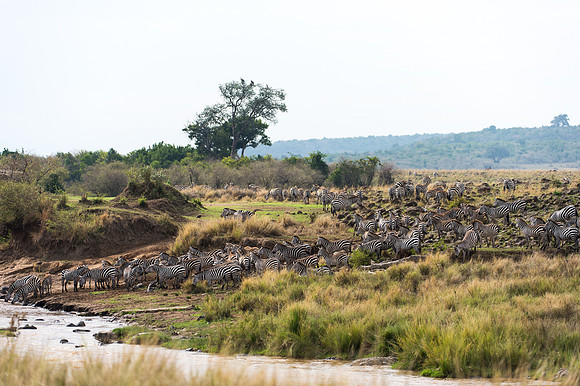 Common Zebra at the Mara River - Masai Mara, Kenya