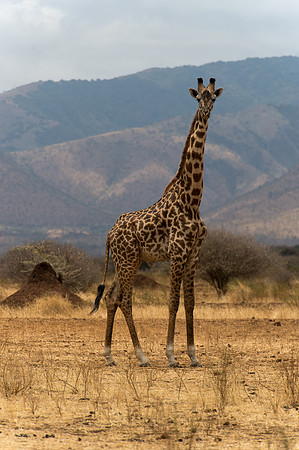 Masai Giraffe - Ngorongoro, Tanzania