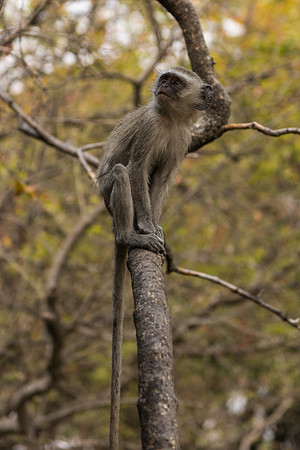 Vervet Monkey - Livingstone, Zambia