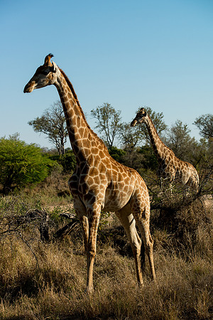 Reticulated Giraffe - Mala Mala, South Africa