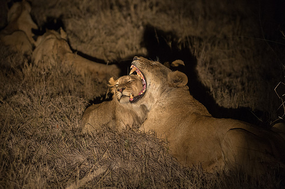 Lions - Mala Mala, South Africa