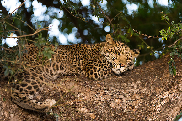 Leopard cub - Mashatu, Botswana