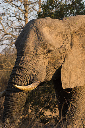 Elephant - Mala Mala, South Africa