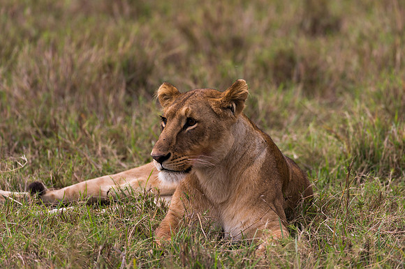 Lioness - Masai Mara, Kenya