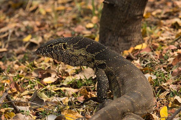 Nile Monitor - Moremi, Botswana