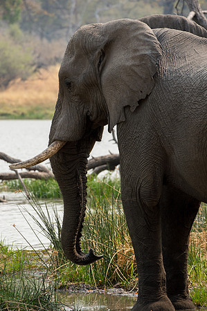 Elephant - Moremi, Botswana