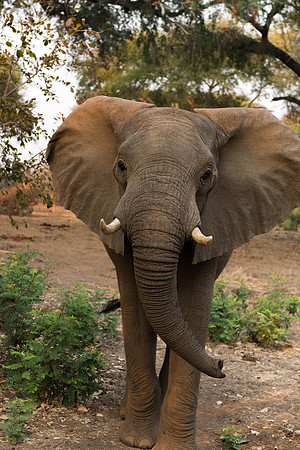 Elephant - Lower Zambezi, Zambia