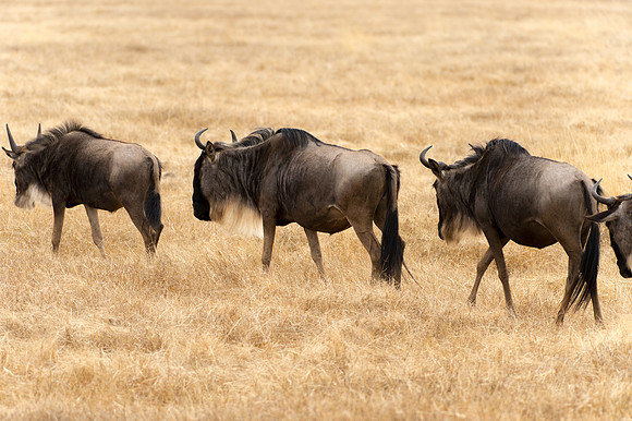 Wildebeest - Ngorongoro, Tanzania