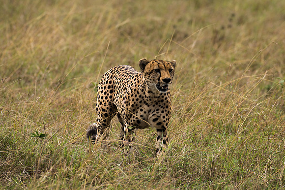 Cheetah - Masai Mara, Kenya