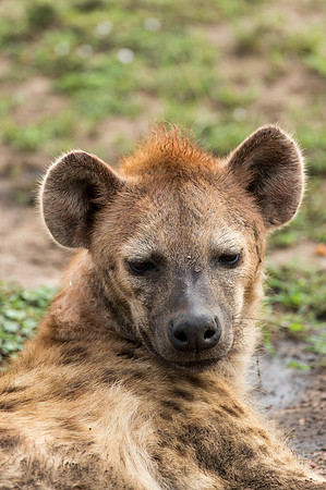 Spotted Hyena - Masai Mara, Kenya