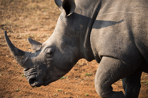 White Rhinoceros - Mala Mala, South Africa