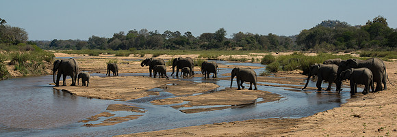 Elephants crossing Sand River - Mala Mala, South Africa
