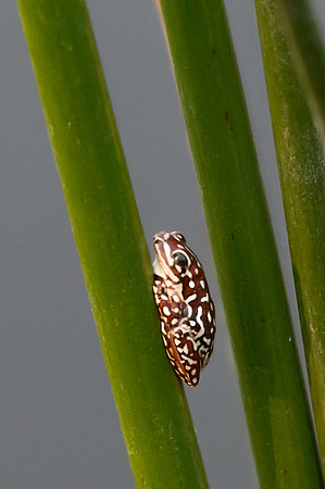 Angolan Reed Frog - Moremi, Botswana