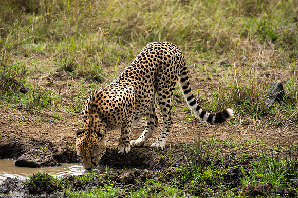 Cheetah - Masai Mara, Kenya