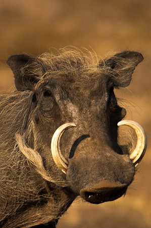 Warthog - Mashatu, Botswana