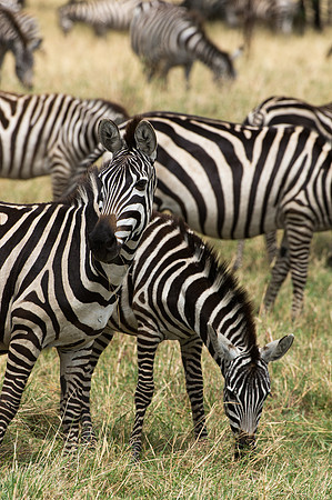 Common Zebra - Ngorongoro, Tanzania