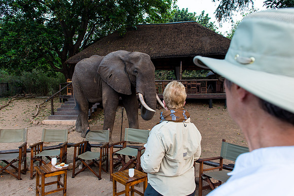 An elephant comes for breakfast at Chiawa Camp, Zambezi, Zambia