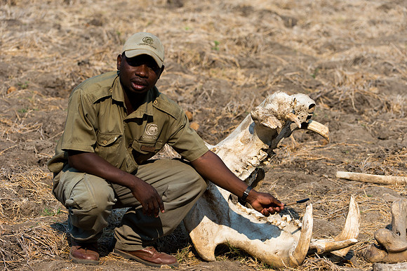 Hippo skull - Zambezi, Zambia