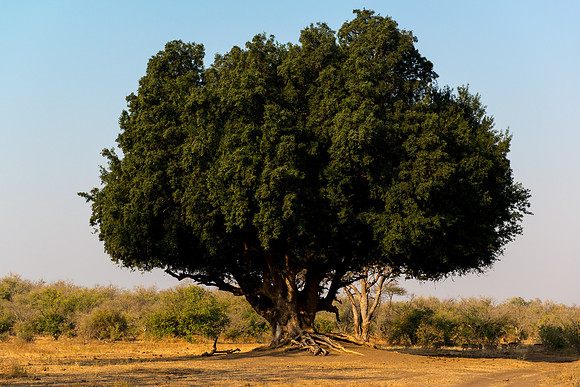 Mashatu tree - Mashatu, Botswana
