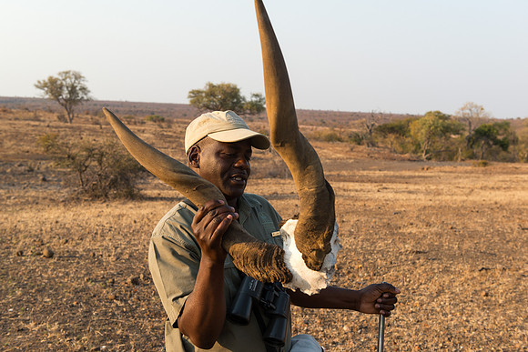 Eland Skull - Mashatu, Botswana