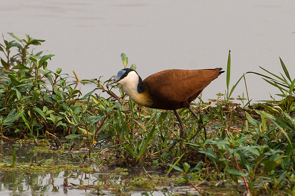 African Jacana - Moremi, Botswana