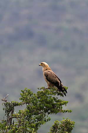 African Hawk-Eagle - Loliondo, Tanzania