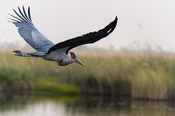 Marabou Stork - Moremi, Botswana