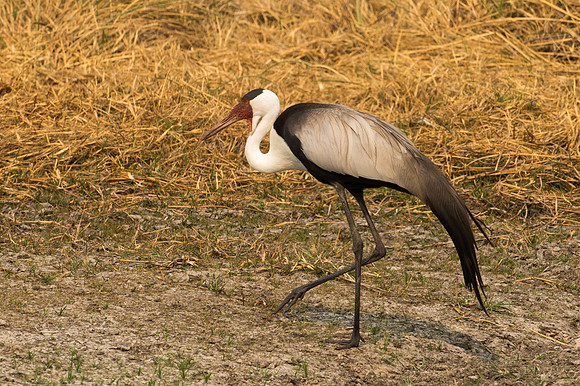 Wattled Crane - Moremi, Botswana