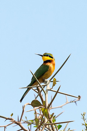 Little Bee-eater - Zambezi, Zambia