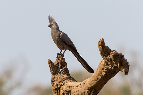 Grey Go-away-bird - Mashatu, Botswana