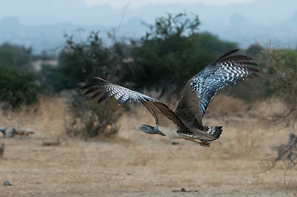 Kori Bustard - Mashatu, Botswana
