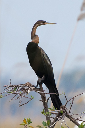 African Darter - Moremi, Botswana