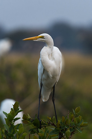 Great Egret - Moremi, Botswana
