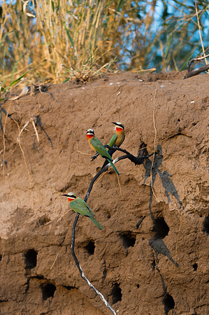 White-fronted Bee-eaters - Mashatu, Botswana
