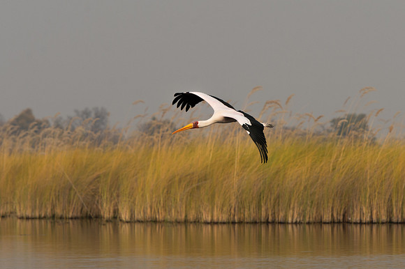 Yellow-billed Stork - Moremi, Botswana