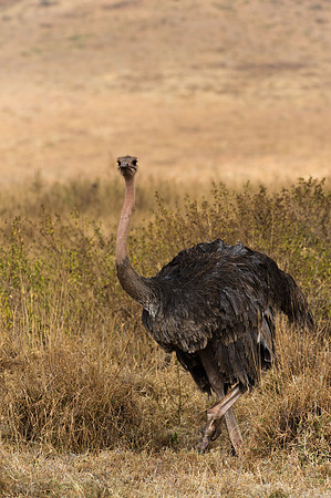 Ostrich (female) - Ngorongoro, Tanzania