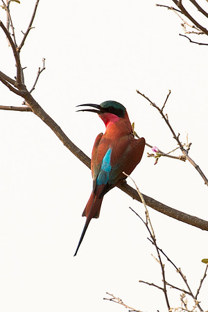 Carmine Bee-eater - Moremi, Botswana