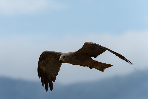 Black Kite - Ngorongoro, Tanzania
