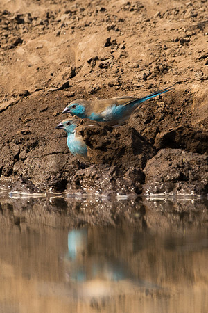 Blue Waxbill - Mashatu, Botswana
