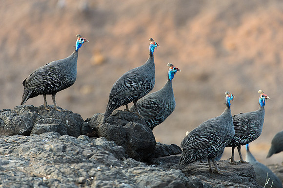 Helmeted Guineafowl - Mashatu, Botswana