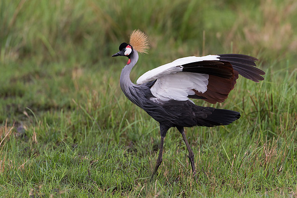 Grey Crowned Crane - Masai Mara, Kenya